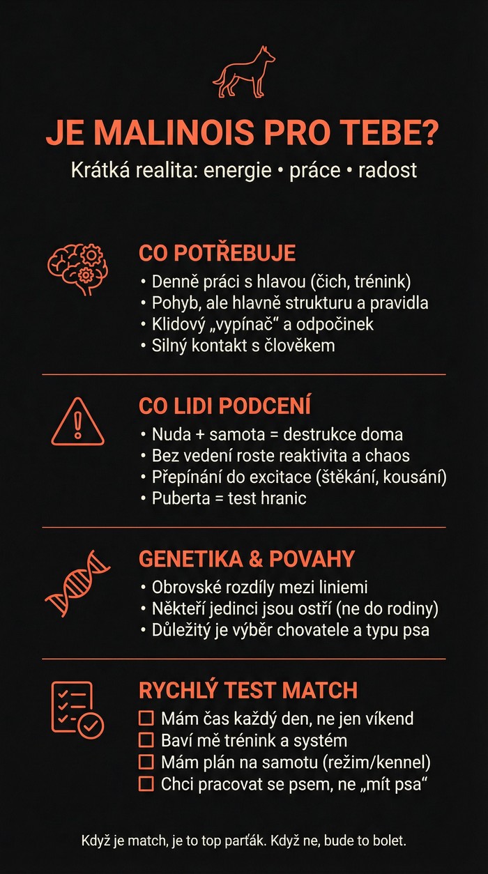 Info grafika Malinois